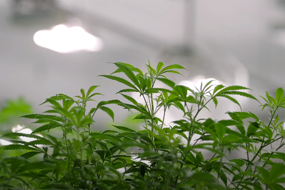 cannabis growing under energy-efficient lighting at Canopy Growth