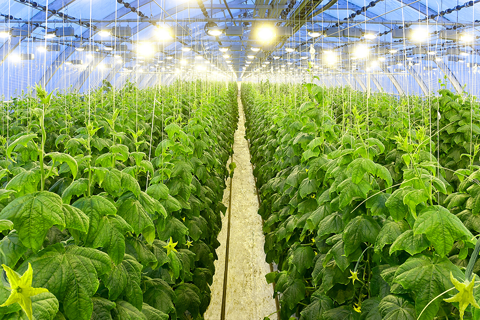 Cucumbers growing under efficient lighting in a local greenhouse