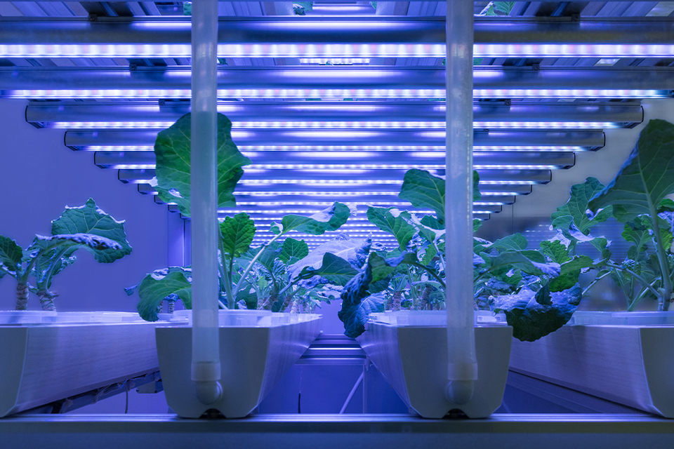 LED grow lights in a greenhouse