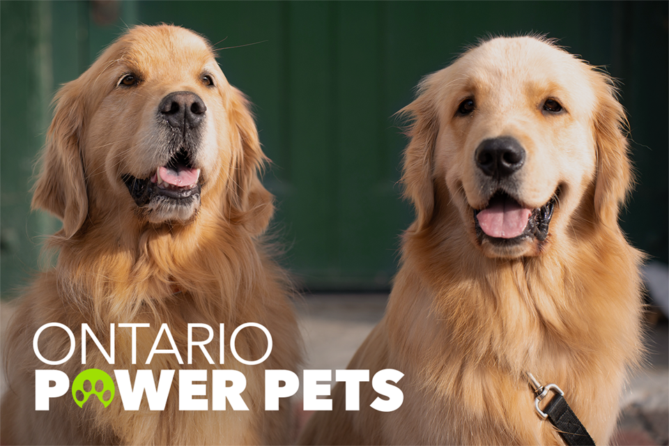 Two happy golden retrievers